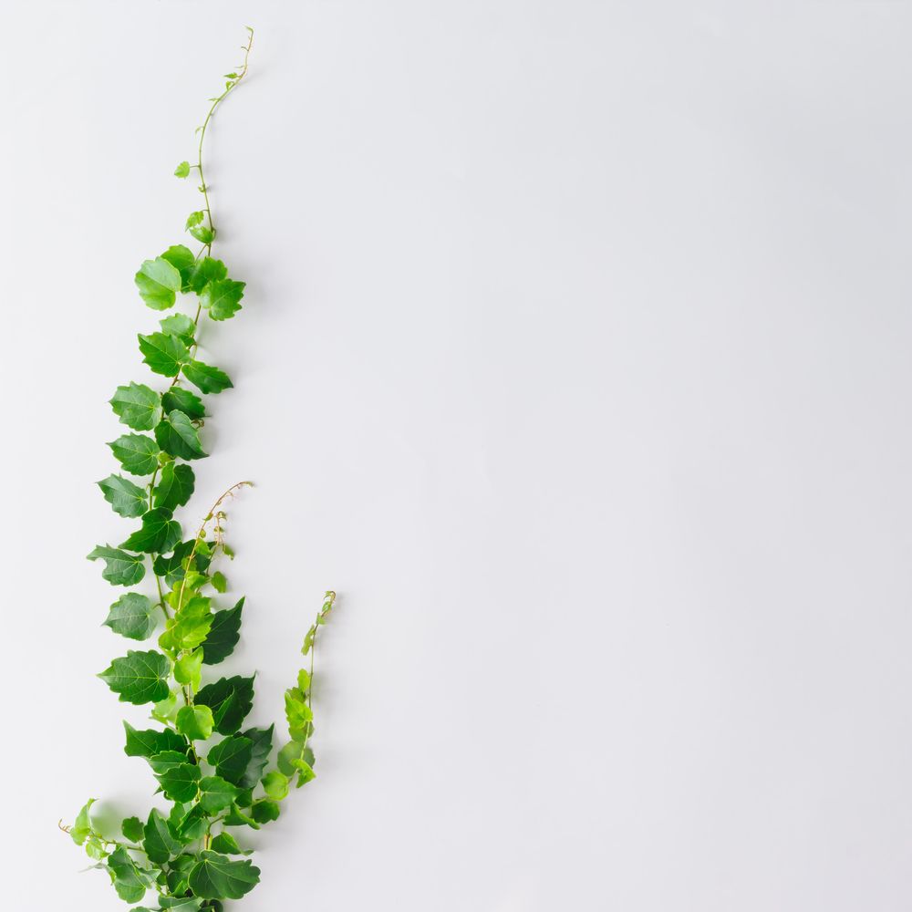 Branches and leaves with copy space