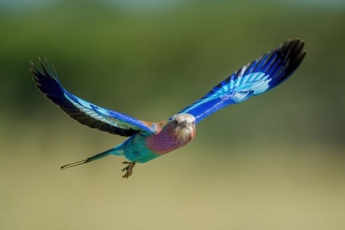 Lilac-breasted roller in flight with bokeh background