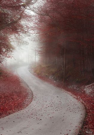 Alley through misty forest in autumn colors