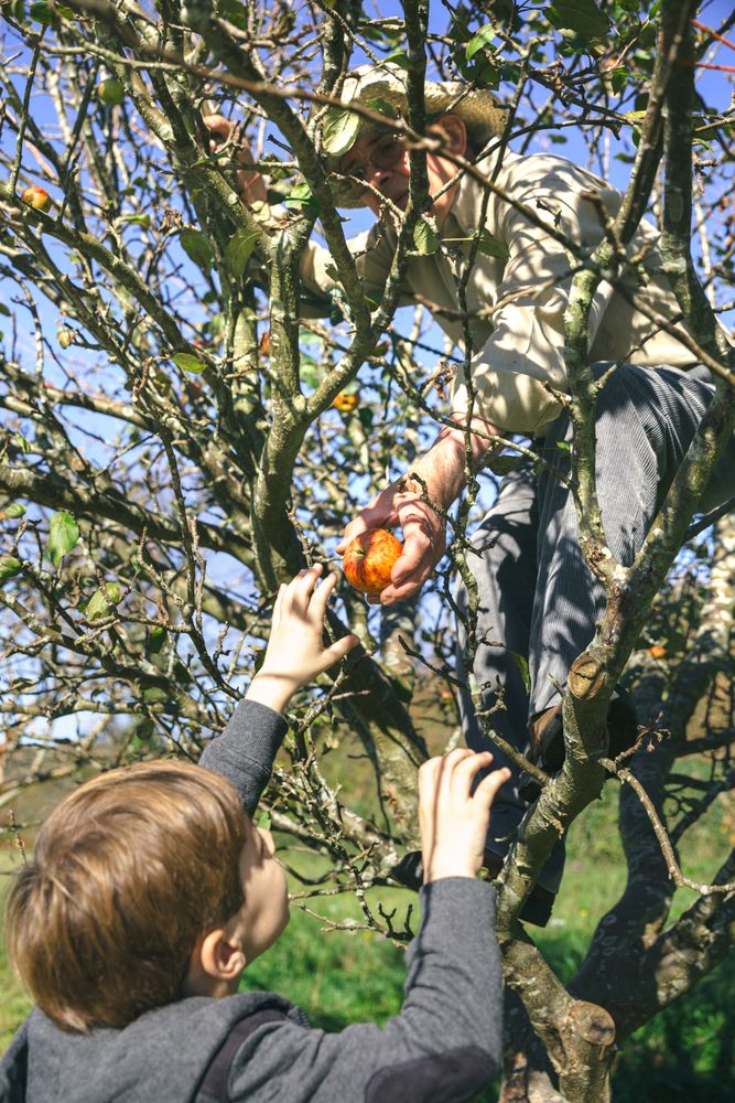 Older man and passing an apple to little boy from tree