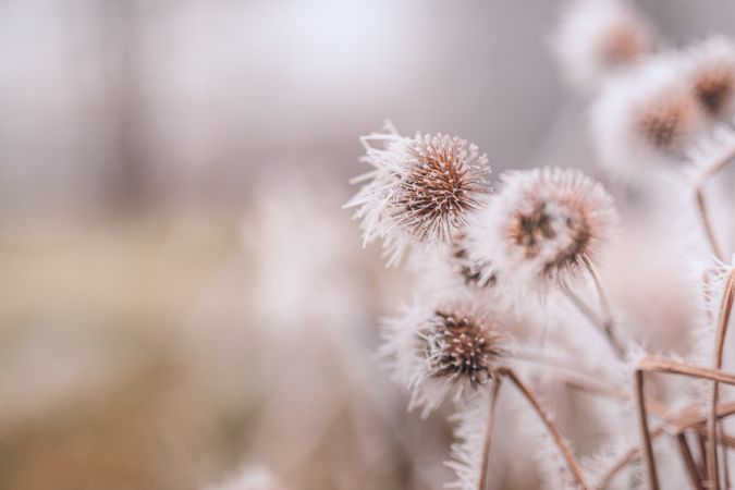 Close up of round plant with ice