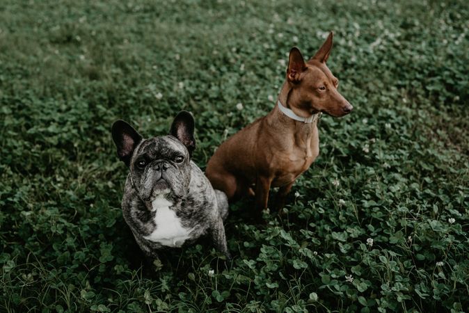French bulldog and hound sitting on grass