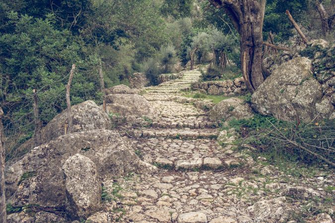 Stone pathway in lush green forest in daytime