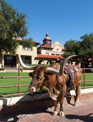 A longhorn cow, awaiting a "roundup" in the Stockyards,  Fort Worth, Texas R0JRw0