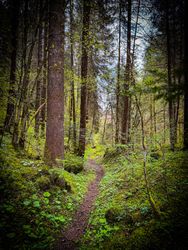 Woodland trail, Rougemont, Switzerland