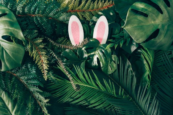 Bunny ears peeping out of foliage