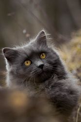 Gray British Semi-longhair cat with yellow eyes