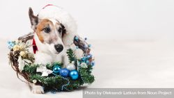 Dog wearing hat with Christmas wreath around his neck 4Zozxb