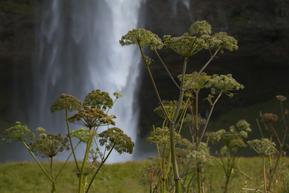 Alpine plants in front of waterfall in Iceland