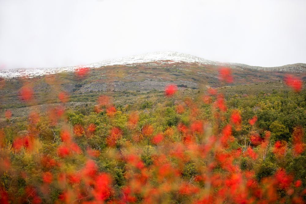Small red flowers near mountains on cloudy day
