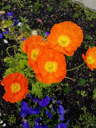 Poppy orange garden