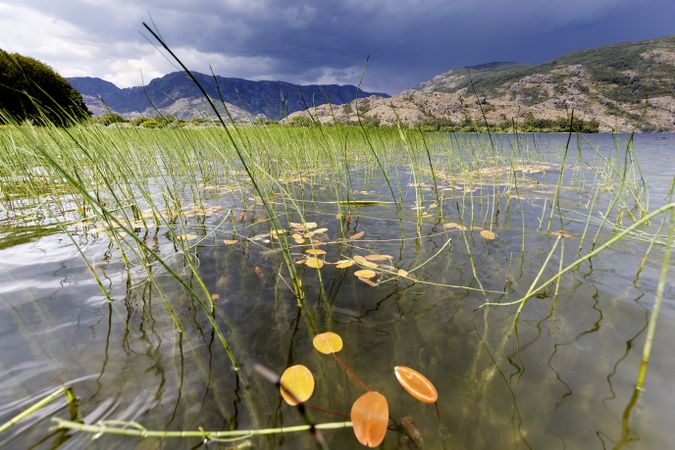 Blooming meadow on coast of lake in mountain range