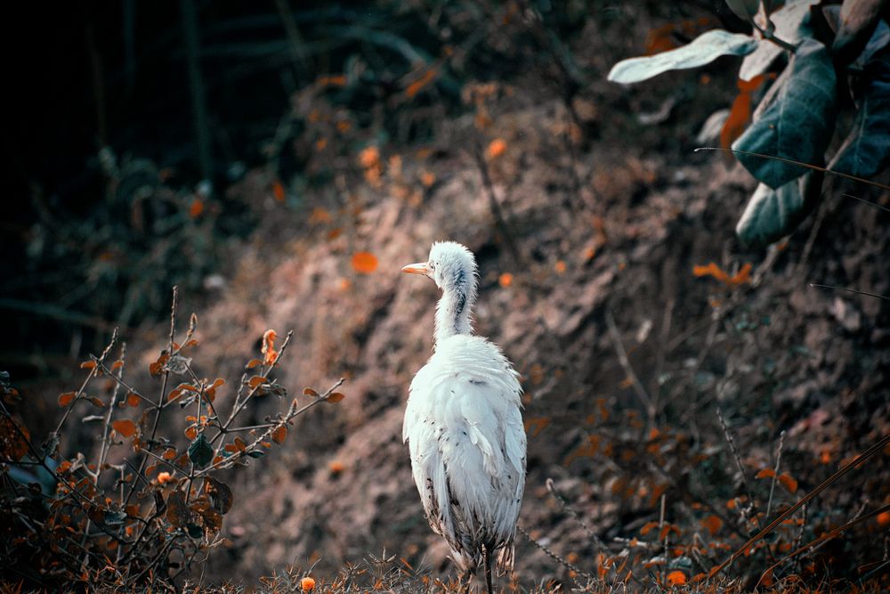 Bird on brown dried leaves
