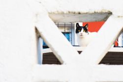 Cat behind fence in garden