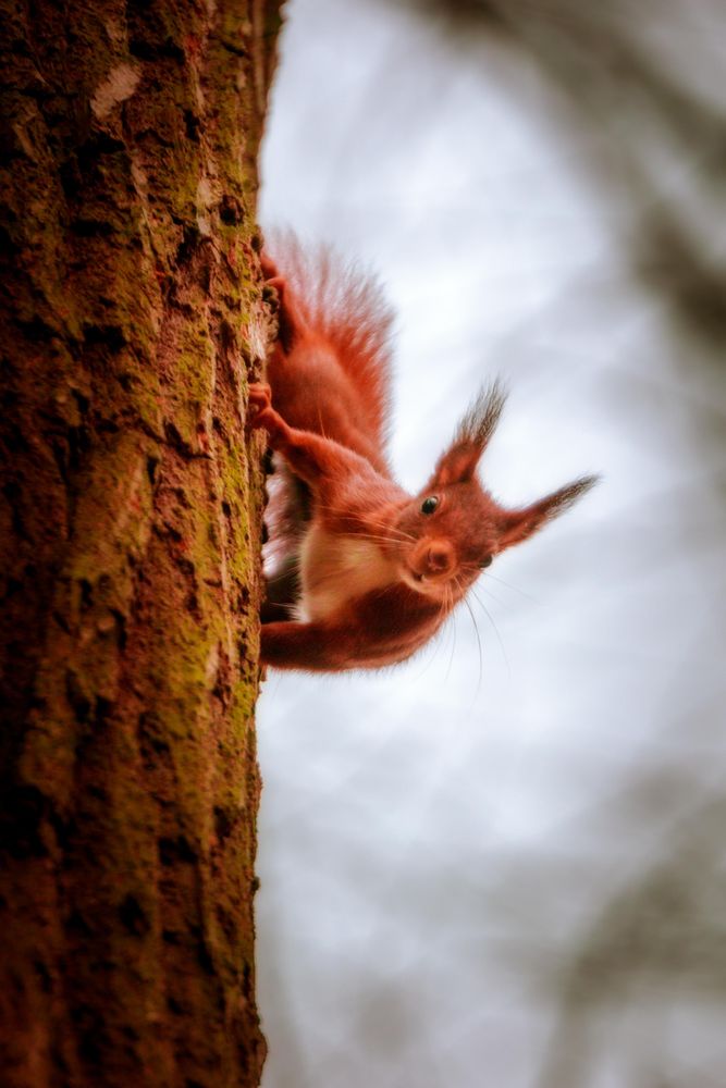 Brown squirrel on brown tree