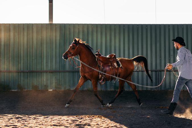 Horse in a riding center