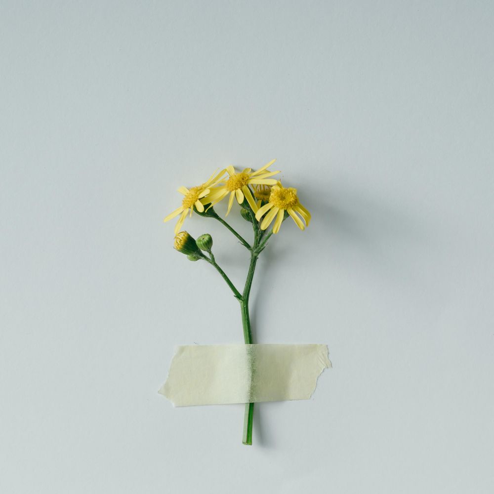 Yellow flower taped to light background