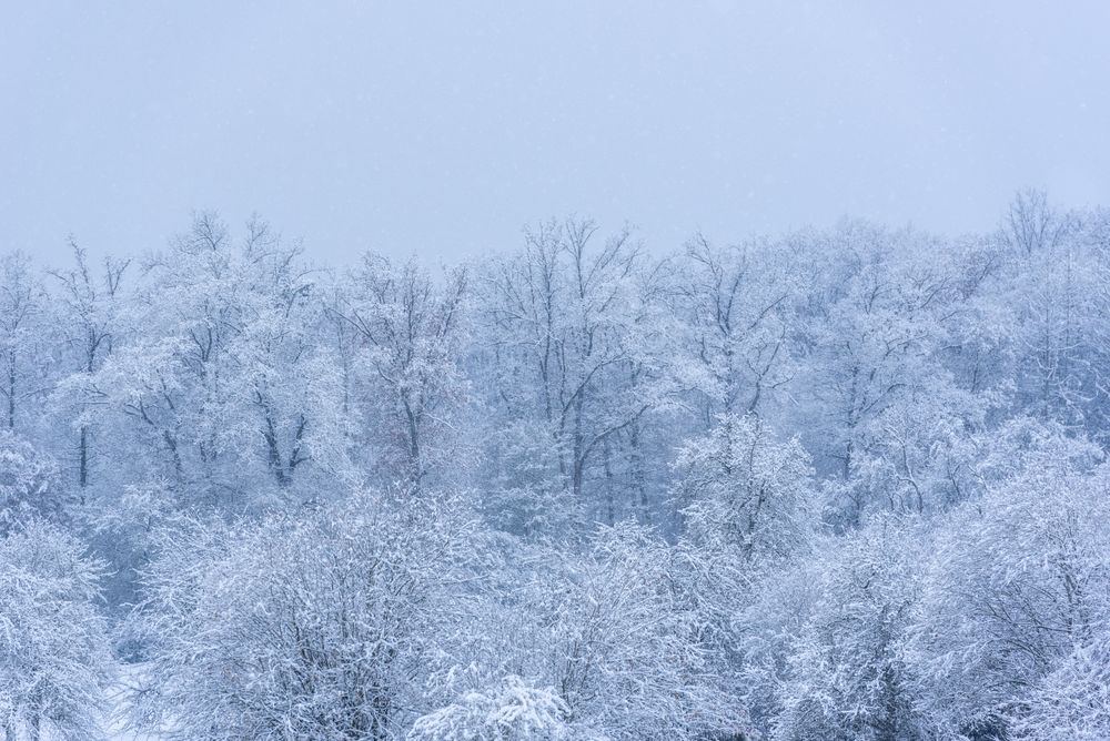 Winter scenery with forest on a blizzard