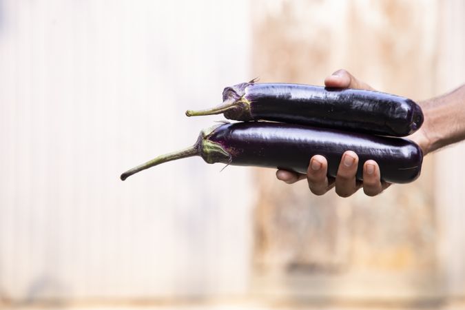 Hand holding fresh organic eggplant with shallow depth of field
