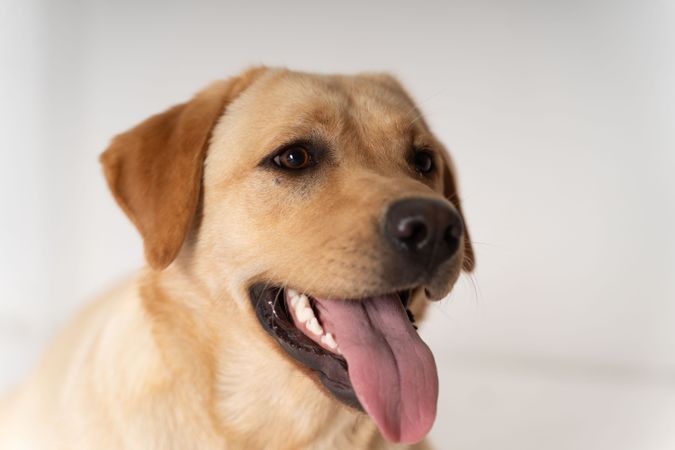 Golden retriever with tongue out