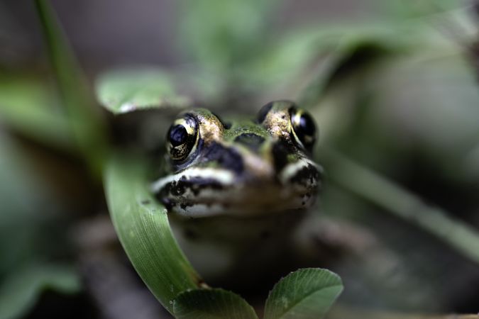 Northern Leopard Frog’d face in the grass in McGregor, Minnesota
