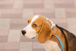 Beagle puppy portrait outside