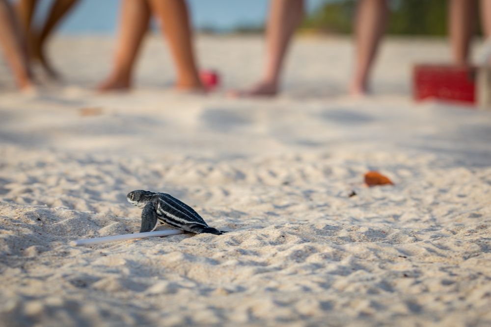Baby turtle crawling on sand to water