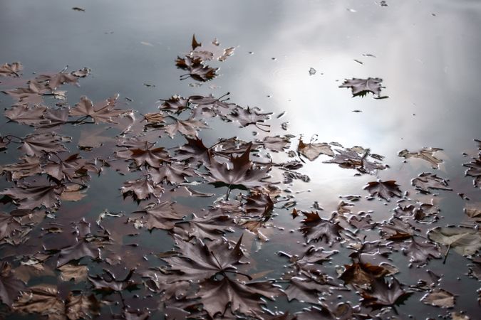 Fallen leaves floating on water