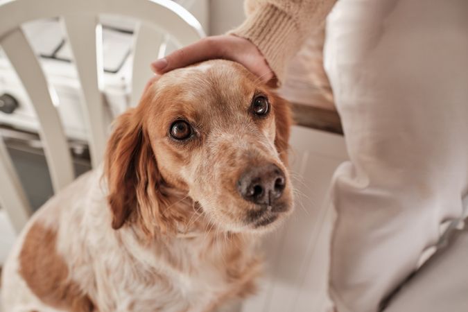 Faceless person stroking dog on chair