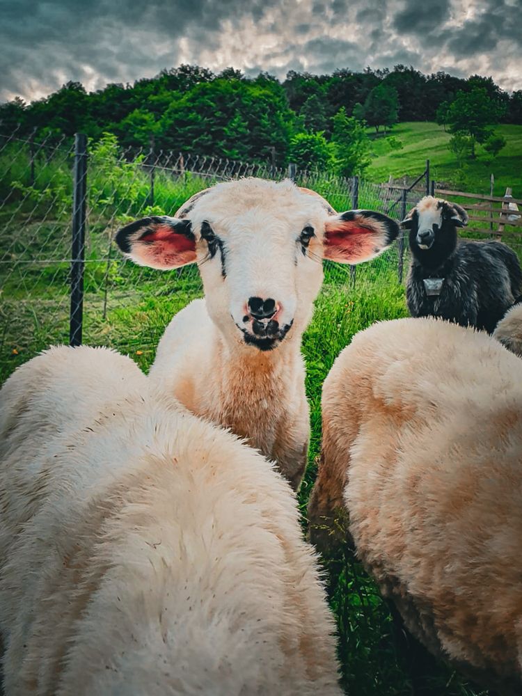 Small sheep looking at camera in the countryside