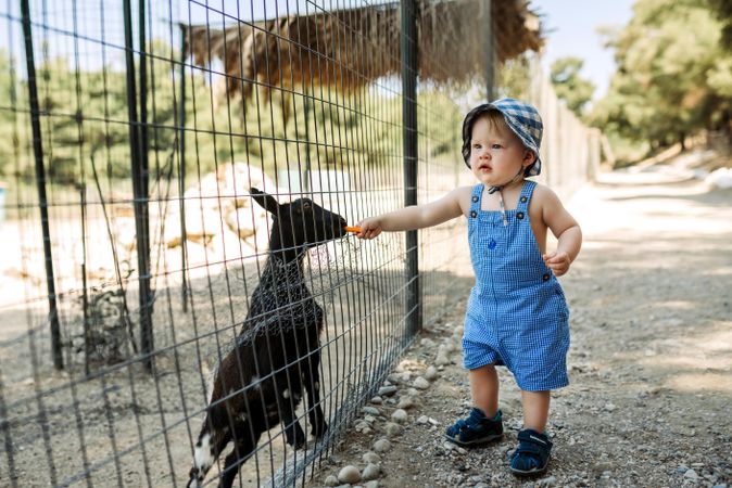 Boy feeding a baby goat