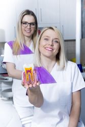Two female dentist in the office showing an anatomical model of a two