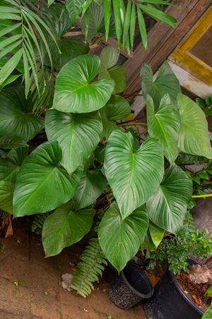 Green Leaf Monstera