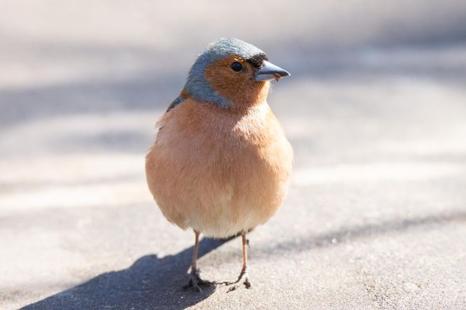 Brown and blue common chaffinch on gray concrete road