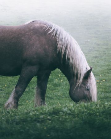 Chestnut horse standing in countryside