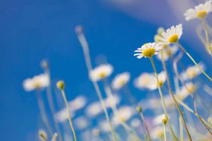 Side view of daisies against a blue sky