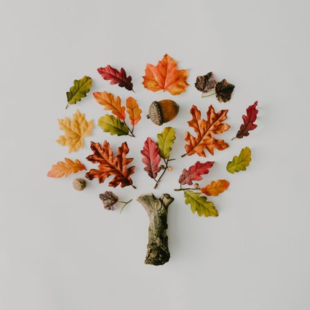 Tree made up of autumnal leaves, branches and nuts on light background