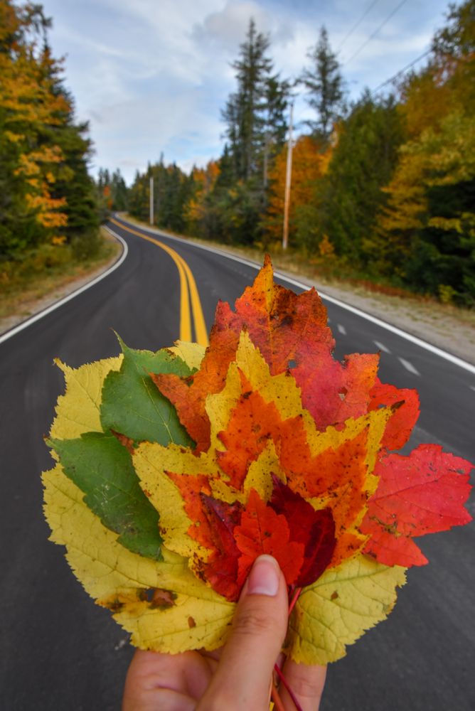 Person holding yellow leaves