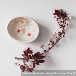 Cherry blossom twig with water bowl on table 5X3QG0