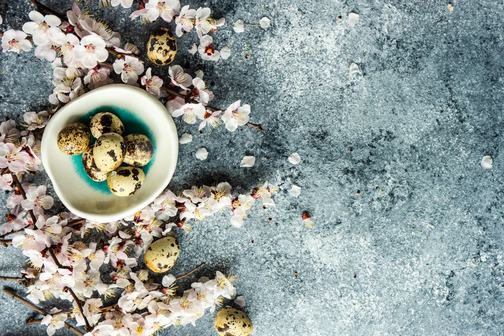 Top view of spring floral concept with apricot blossom with bowl of speckled quail eggs
