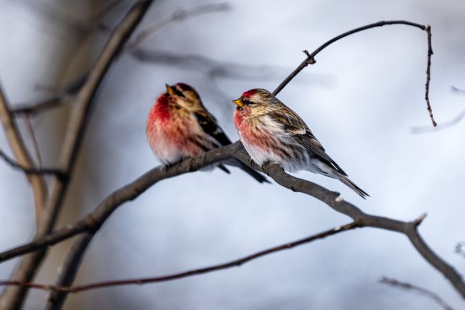 Common Redpolls perched on wintry day in Aitkin County, Minnesota