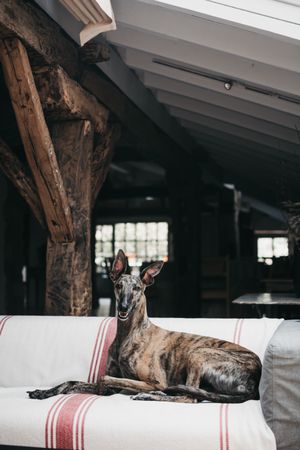 Funny dog resting on sofa