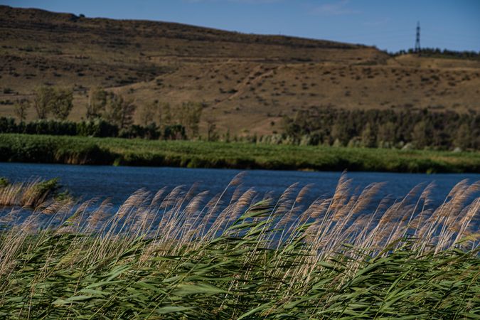 Cane plant on the Lisi lake