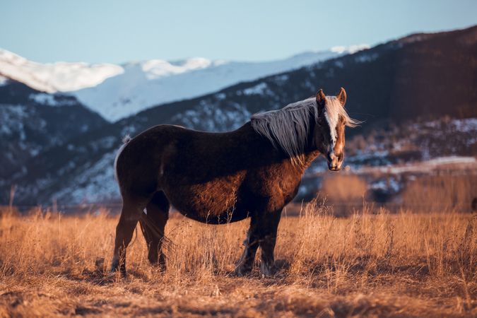 Wild horse pasturing on field near hills