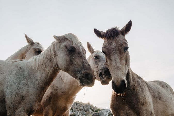 Funny horses on meadow