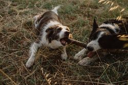 Border Collie dogs having fun together during stick game on dry grass in countryside