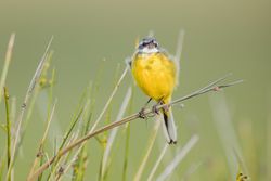 Wild bird on twig between plants