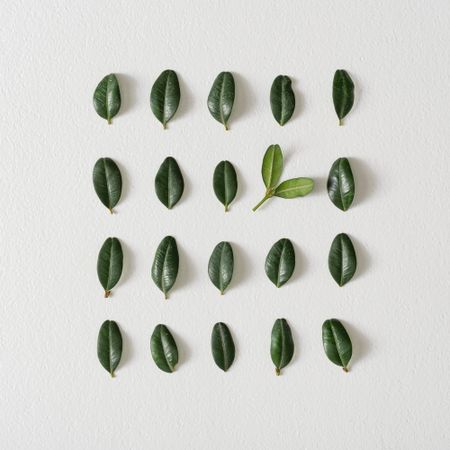 Rows of leaves on light background