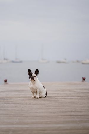 Cute dog on pier near sea