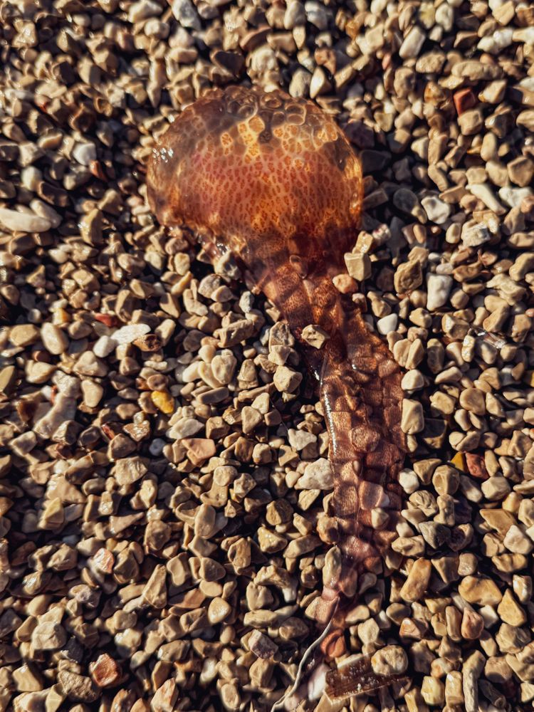Beached Jellyfish with tentacle